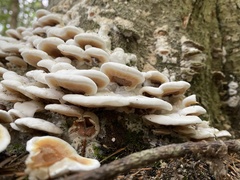 Gloeoporus dichrous