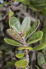 Planchonella crassinervia