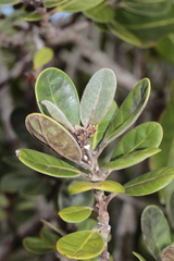 Planchonella crassinervia