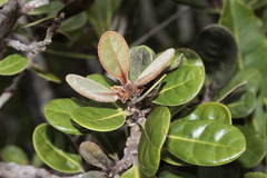 Planchonella crassinervia