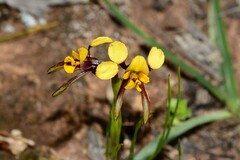 Diuris palustris