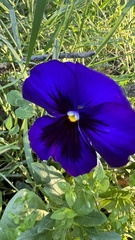 Viola × wittrockiana