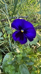 Viola × wittrockiana