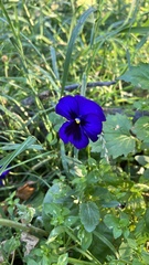 Viola × wittrockiana