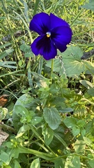 Viola × wittrockiana