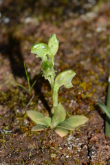 Pterostylis cycnocephala