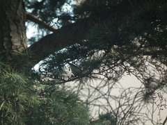 Phylloscopus proregulus