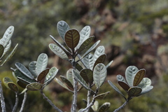 Planchonella crassinervia
