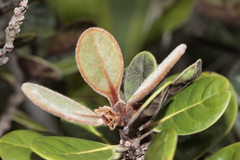 Planchonella crassinervia