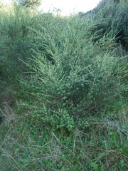 Kunzea ericoides