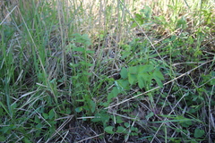 Filipendula stepposa