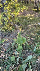 Crepis sibirica