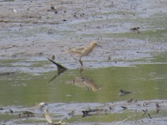 Calidris subruficollis