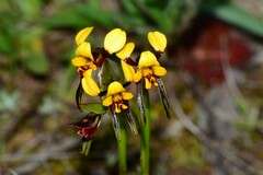 Diuris palustris