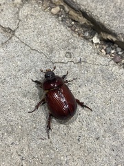 Pentodontini