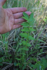 Filipendula stepposa