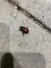 Pentodontini