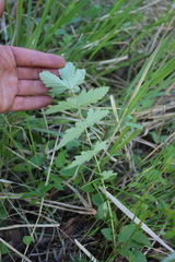 Filipendula stepposa