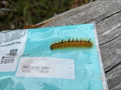 Acronicta vulpina