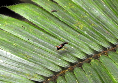 Cicindelinae