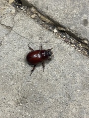 Pentodontini