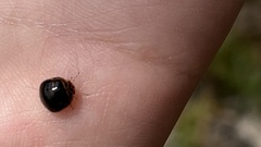 Coptosoma xanthogramma