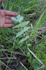 Filipendula stepposa
