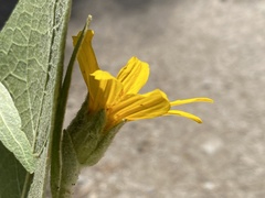 Wyethia