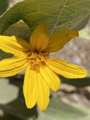 Wyethia