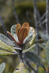 Planchonella crassinervia