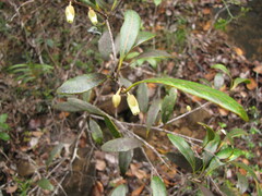 Planchonella crenata