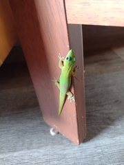 Phelsuma laticauda laticauda