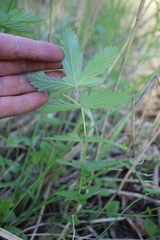 Filipendula stepposa