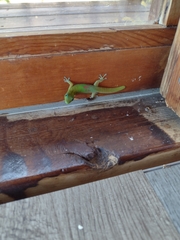 Phelsuma laticauda laticauda