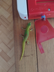 Phelsuma laticauda laticauda