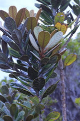 Planchonella crassinervia
