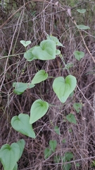 Dioscorea