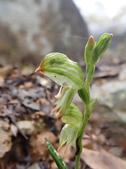 Pterostylis diminuta