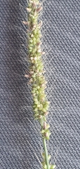 Setaria leucopila