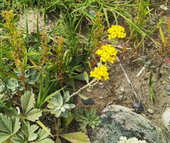 Odontarrhena obovata