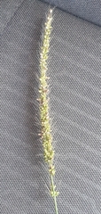 Setaria leucopila