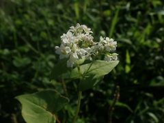 Fagopyrum esculentum
