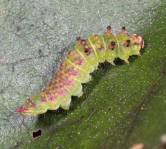 Drepana arcuata