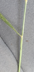 Setaria leucopila