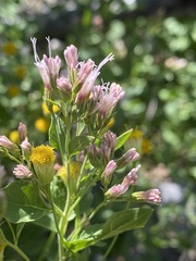 Ageratina occidentalis