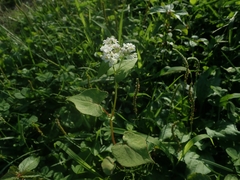 Fagopyrum esculentum