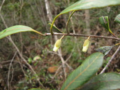Planchonella crenata
