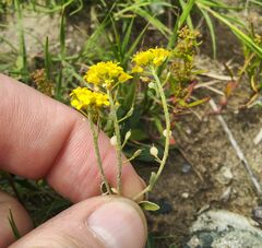 Odontarrhena obovata