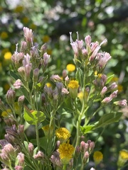 Ageratina occidentalis