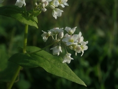 Fagopyrum esculentum